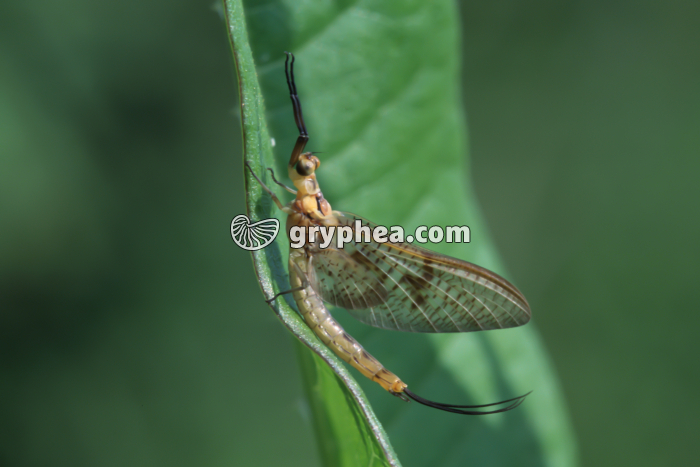 Ephémère - gryphea.com